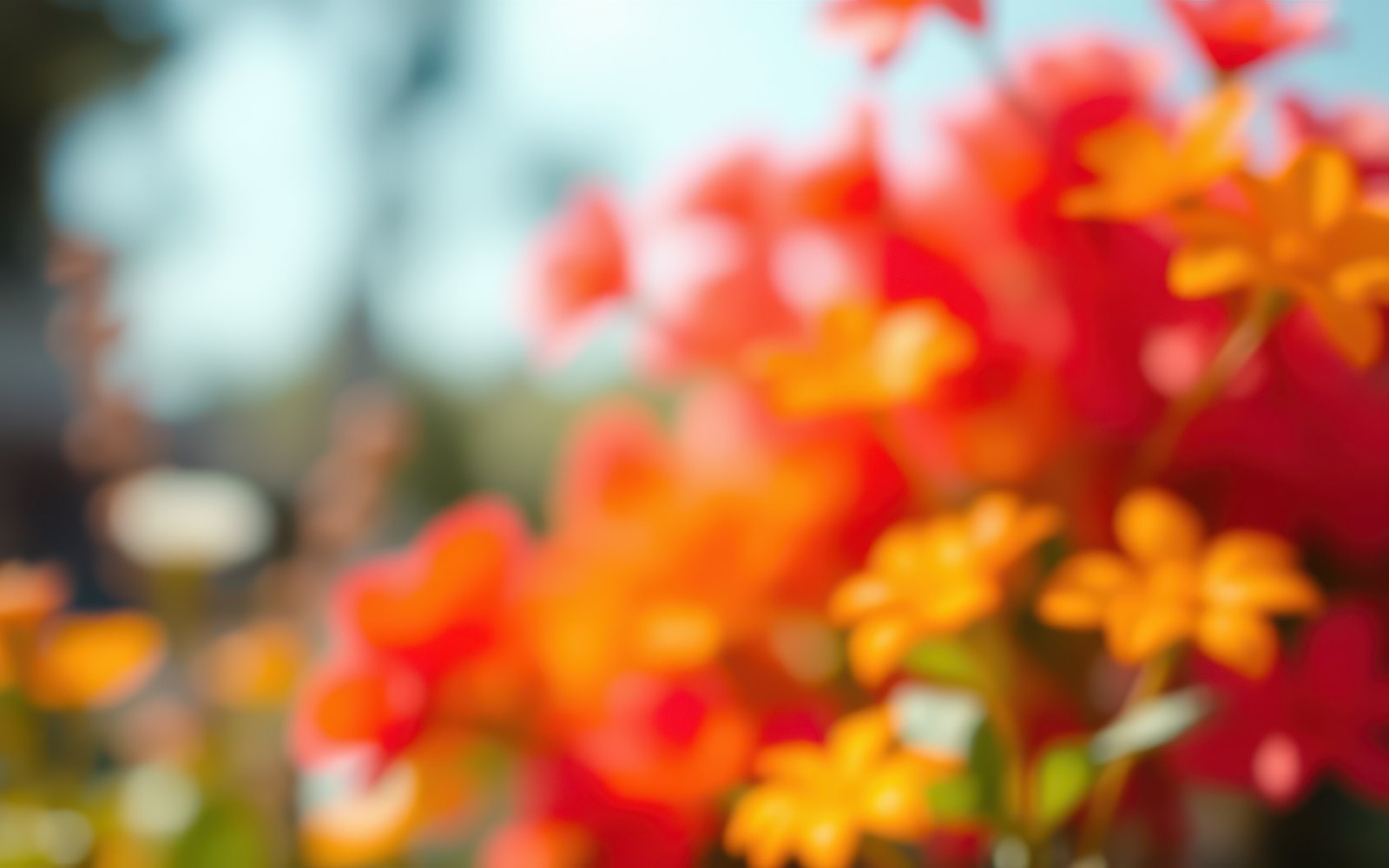 Bright floral display in a garden with a dreamy bokeh effect under daylight